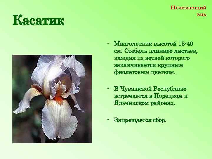Исчезающий вид Касатик • Многолетник высотой 15 -40 см. Стебель длиннее листьев, каждая из