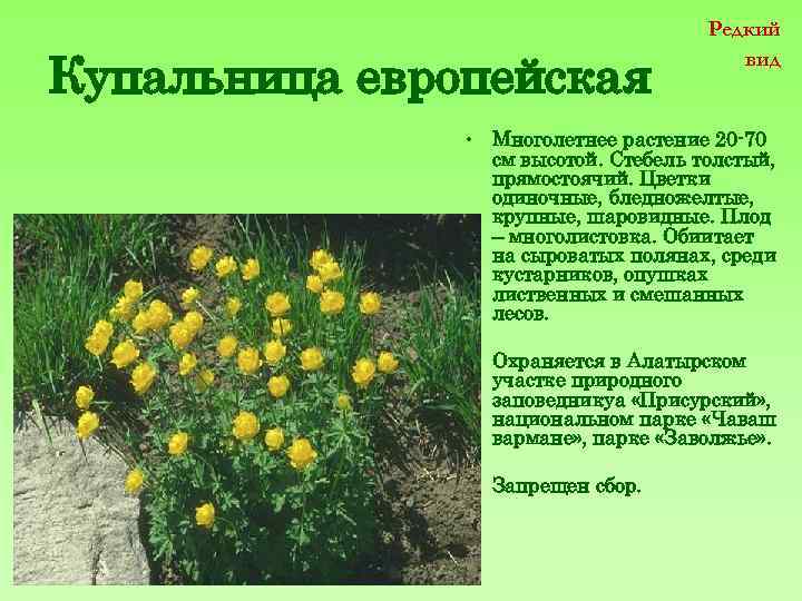 Купальница европейская Редкий вид • Многолетнее растение 20 -70 см высотой. Стебель толстый, прямостоячий.