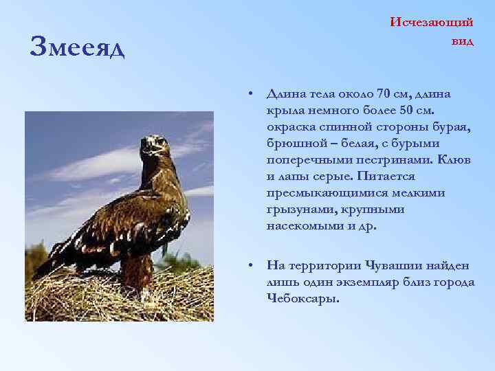Змееяд Исчезающий вид • Длина тела около 70 см, длина крыла немного более 50