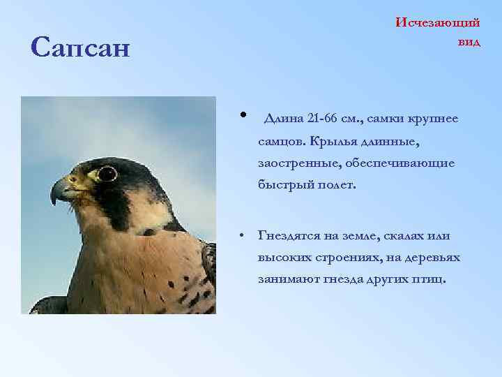 Исчезающий вид Сапсан • Длина 21 -66 см. , самки крупнее самцов. Крылья длинные,