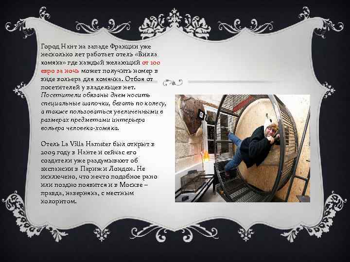 Город Нант на западе Франции уже несколько лет работает отель «Вилла хомяка» где каждый