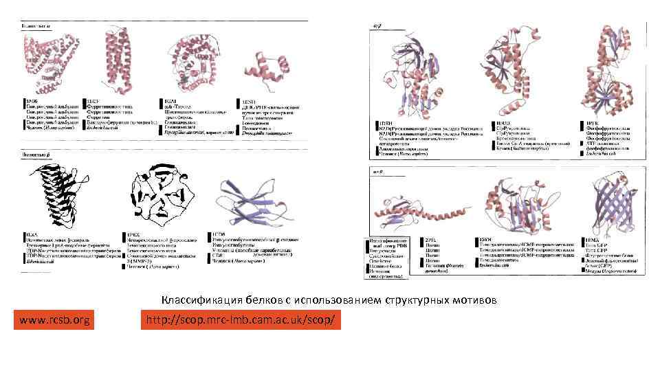 Классификация белков с использованием структурных мотивов www. rcsb. org http: //scop. mrc-lmb. cam. ac.