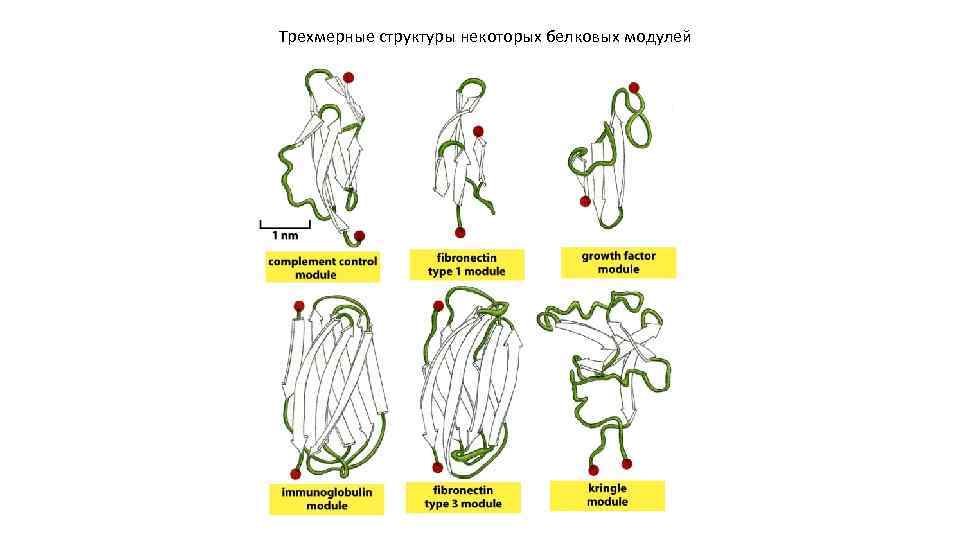 Трехмерные структуры некоторых белковых модулей 