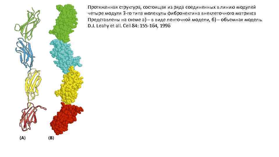 Протяженная структура, состоящая из ряда соединенных в линию модулей четыре модуля 3 -го типа