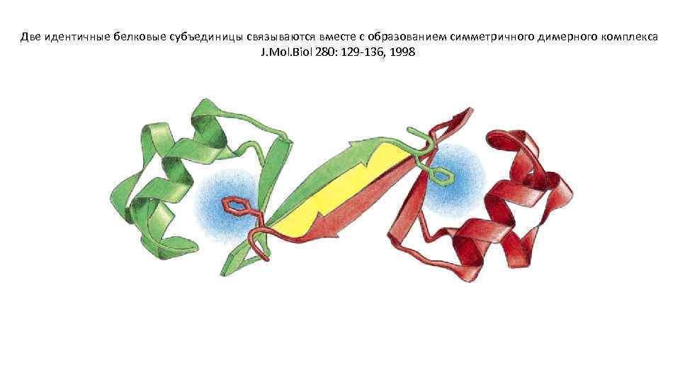 Две идентичные белковые субъединицы связываются вместе с образованием симметричного димерного комплекса J. Mol. Biol