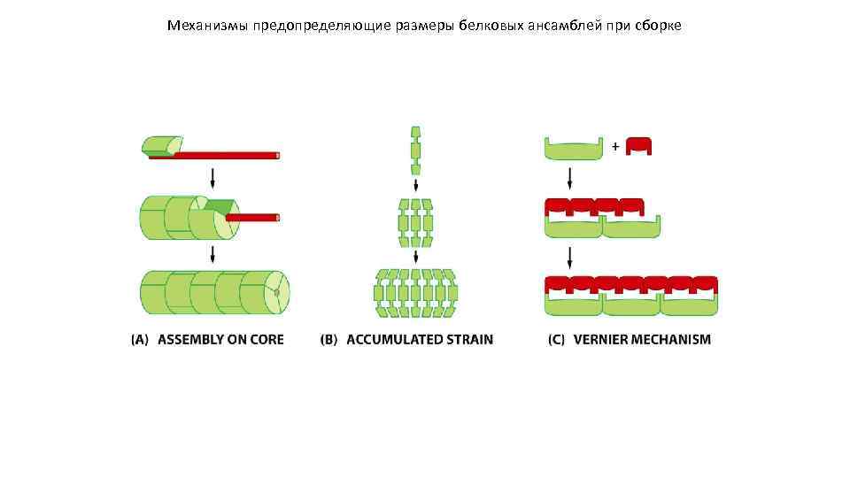 Механизмы предопределяющие размеры белковых ансамблей при сборке 