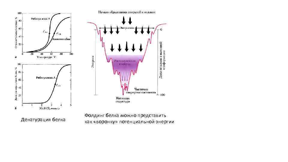 Денатурация белка Фолдинг белка можно представить как «воронку» потенциальной энергии 
