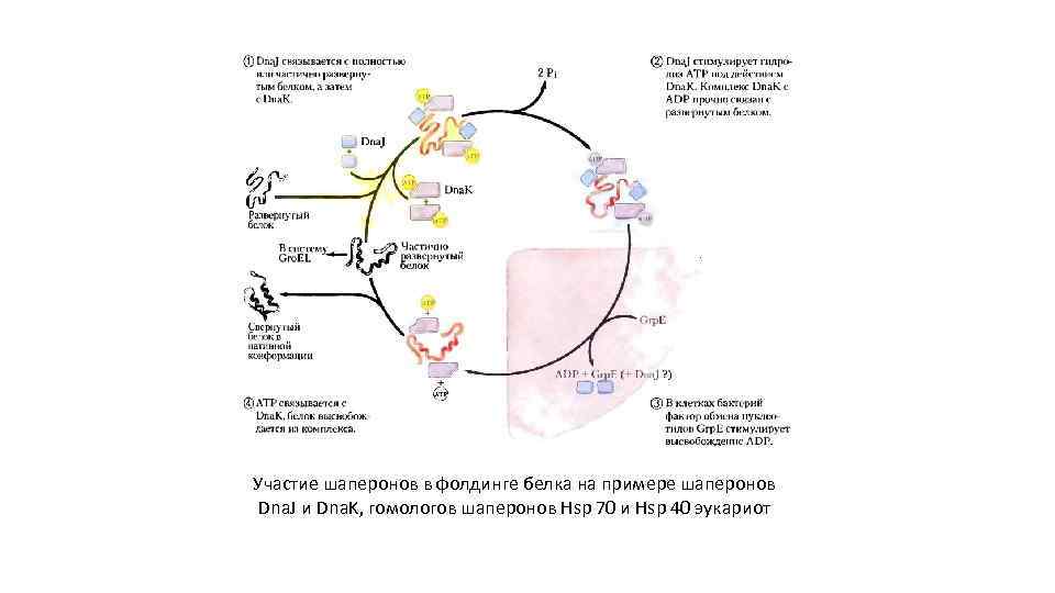 Участие шаперонов в фолдинге белка на примере шаперонов Dna. J и Dna. K, гомологов