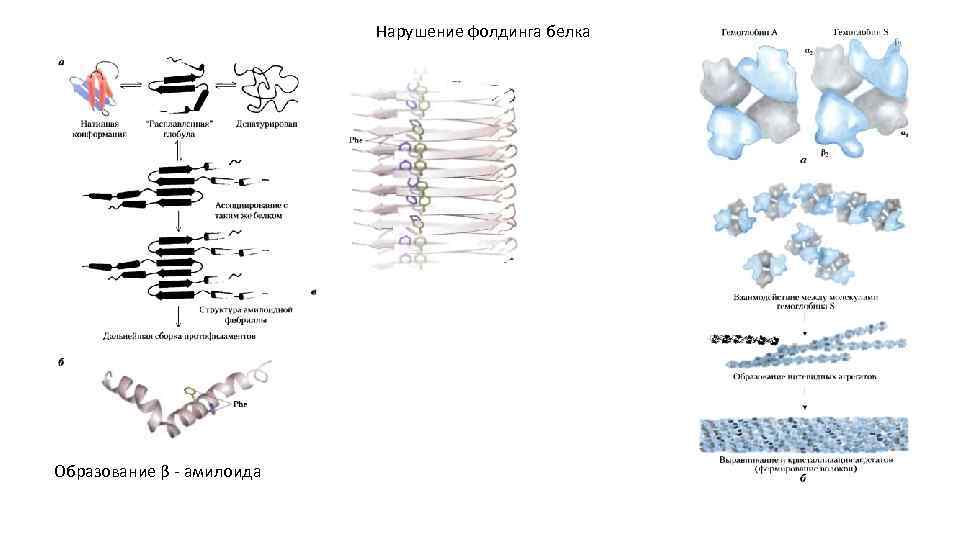 Нарушение фолдинга белка Образование β - амилоида 