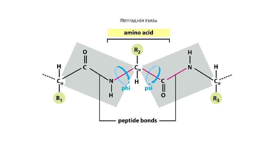 Пептидная связь 
