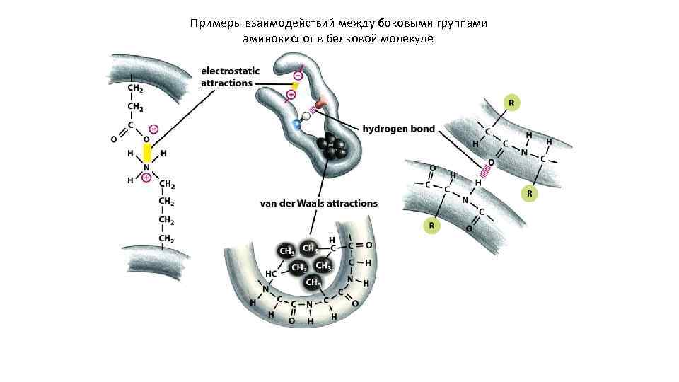 Примеры взаимодействий между боковыми группами аминокислот в белковой молекуле 