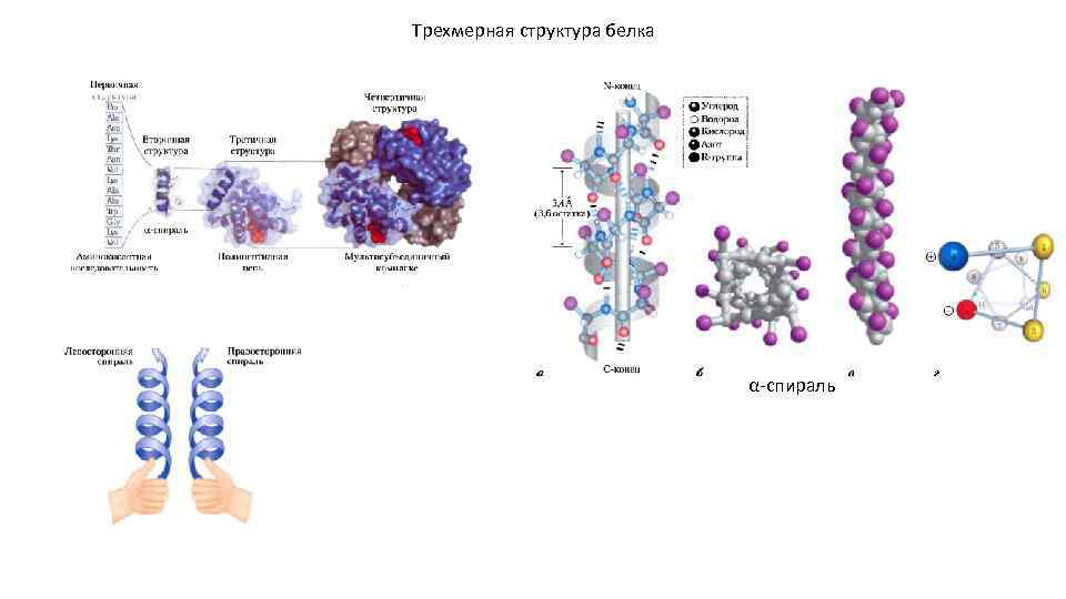 Трехмерная структура белка α-спираль 