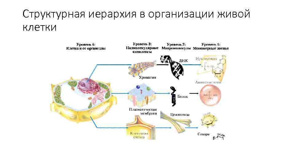 Структурная организация живого. Иерархия молекулярной организации клетки. Иерархия клеточной организации. Структурная иерархия клеток. Структурная организация клетки.