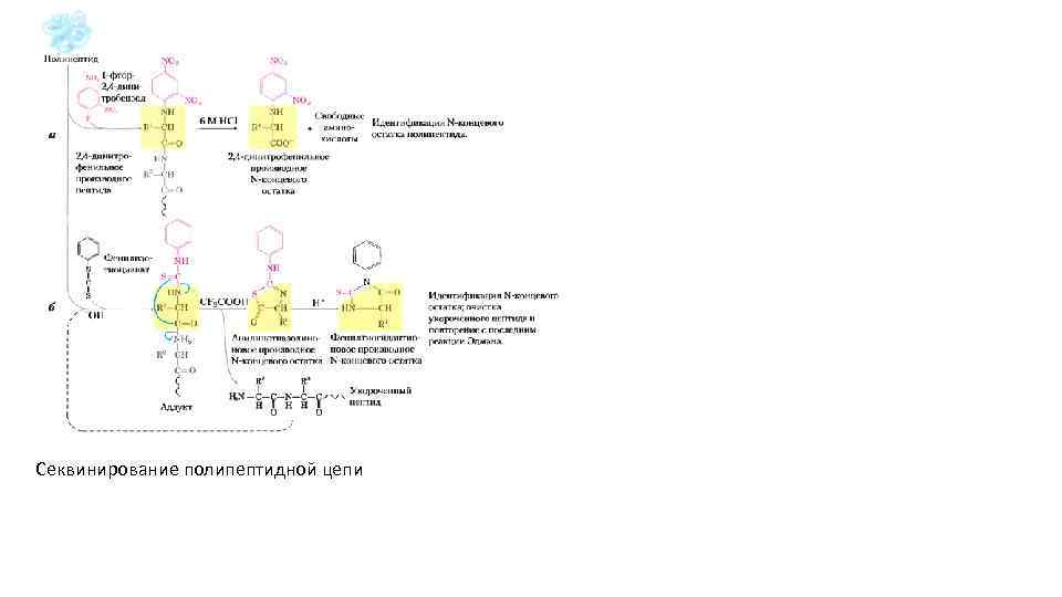Секвинирование полипептидной цепи 