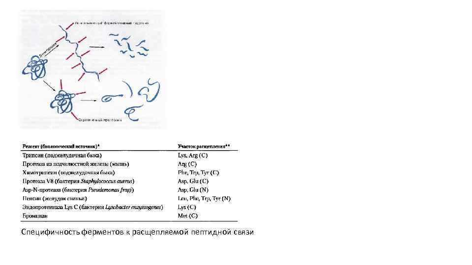 Специфичность ферментов к расщепляемой пептидной связи 