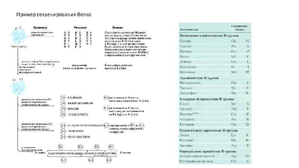 Пример секвенирования белка 
