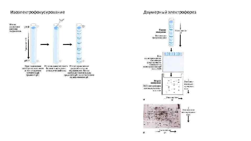 Изоэлектрофокусирование Двумерный электрофорез 