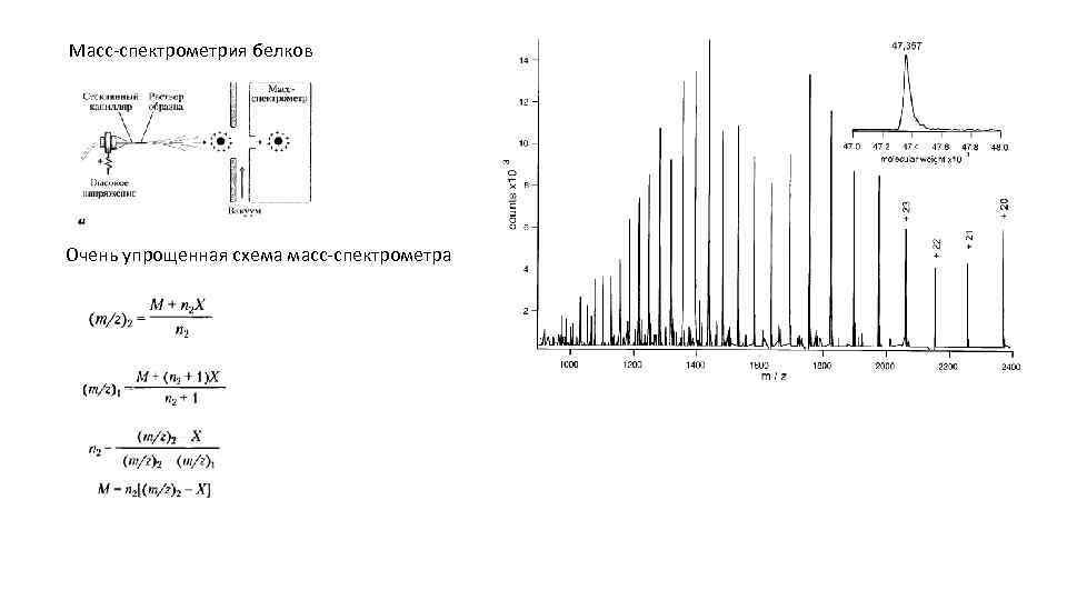 Масс-спектрометрия белков Очень упрощенная схема масс-спектрометра 