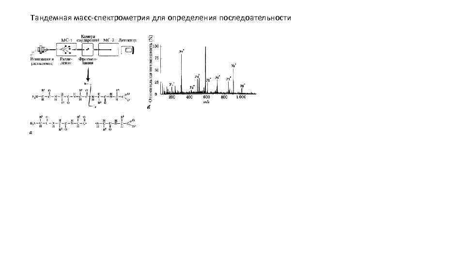 Тандемная масс-спектрометрия для определения последоательности 