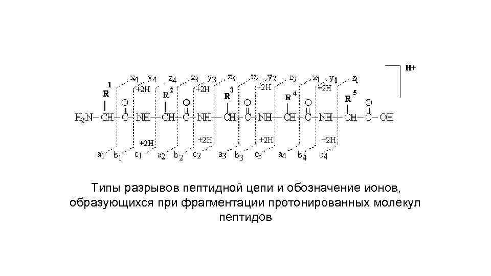 Типы разрывов пептидной цепи и обозначение ионов, образующихся при фрагментации протонированных молекул пептидов 