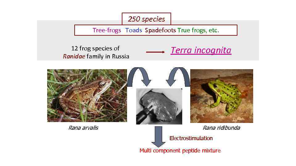 250 species Tree-frogs Toads Spadefoots True frogs, etc. 12 frog species of Ranidae family