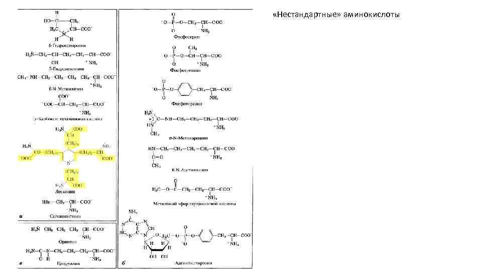  «Нестандартные» аминокислоты 