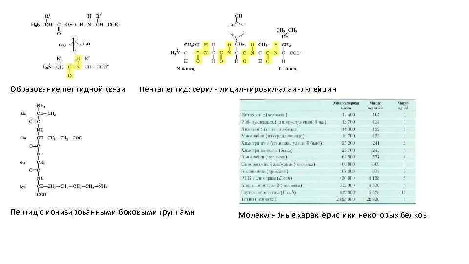 Характеристика пептидной связи в белках. Образование пептидов из аминокислот лейцин. Валин и глицин пептидная связь. Характеристика пептидной связи. Пептидная связь лейцин.