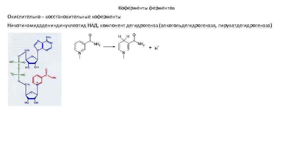 Коферменты ферментов Окислительно – восстановительные коферменты Никотинамидадениндинуклеотид НАД, компонент дегидрогеназ (алкогольдегидрогеназа, пируватдегидрогеназа) 