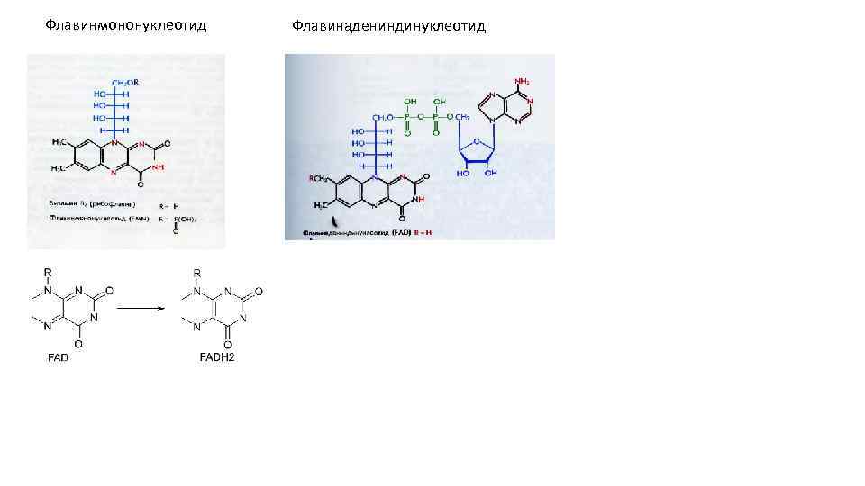 Флавинмононуклеотид Флавинадениндинуклеотид 