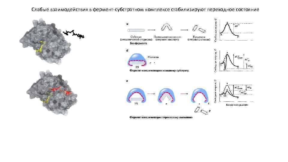 Слабые взаимодействия в фермент-субстратном комплексе стабилизируют переходное состояние 