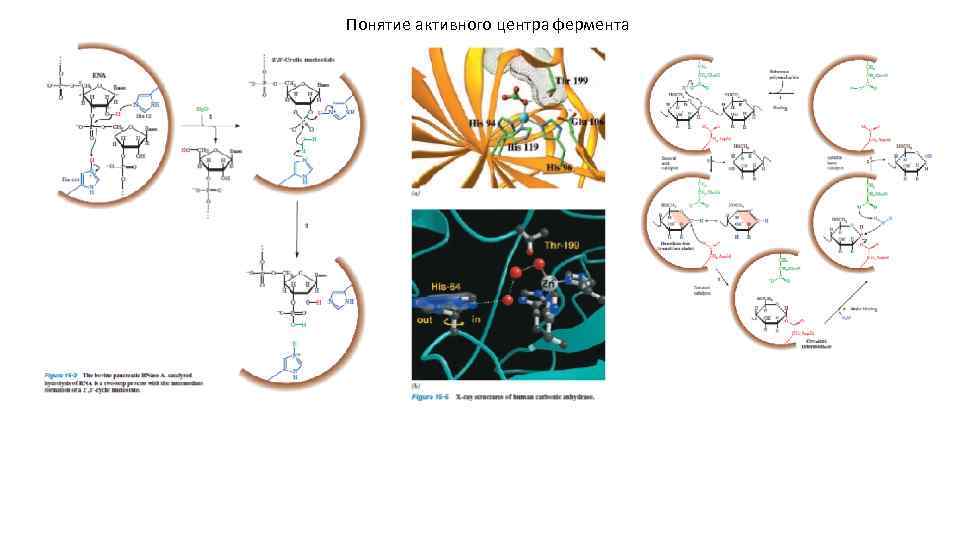Понятие активного центра фермента 