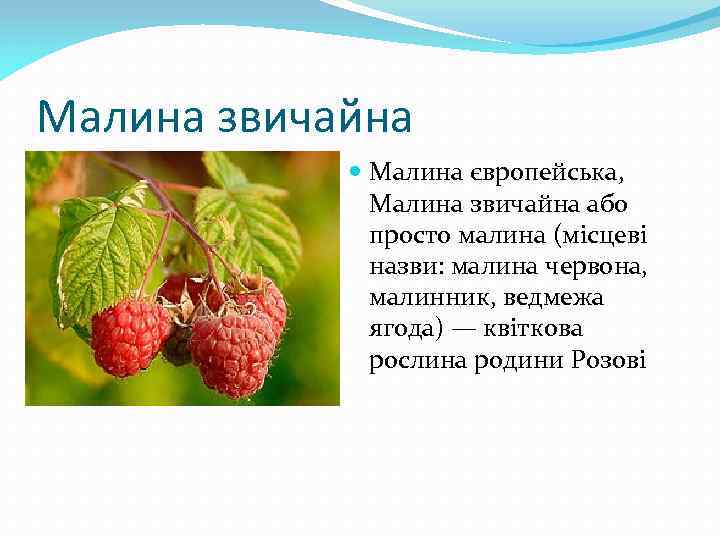 Малина звичайна Малина європейська, Малина звичайна або просто малина (місцеві назви: малина червона, малинник,