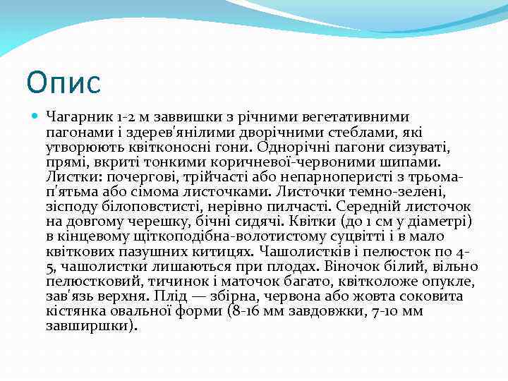 Опис Чагарник 1 -2 м заввишки з річними вегетативними пагонами і здерев'янілими дворічними стеблами,