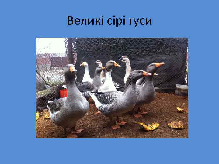 Великі сірі гуси 