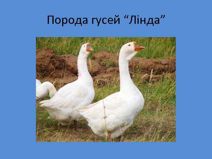 Порода гусей “Лінда” 