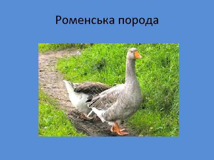 Роменська порода 