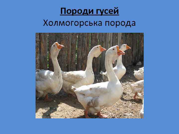 Породи гусей Холмогорська порода 
