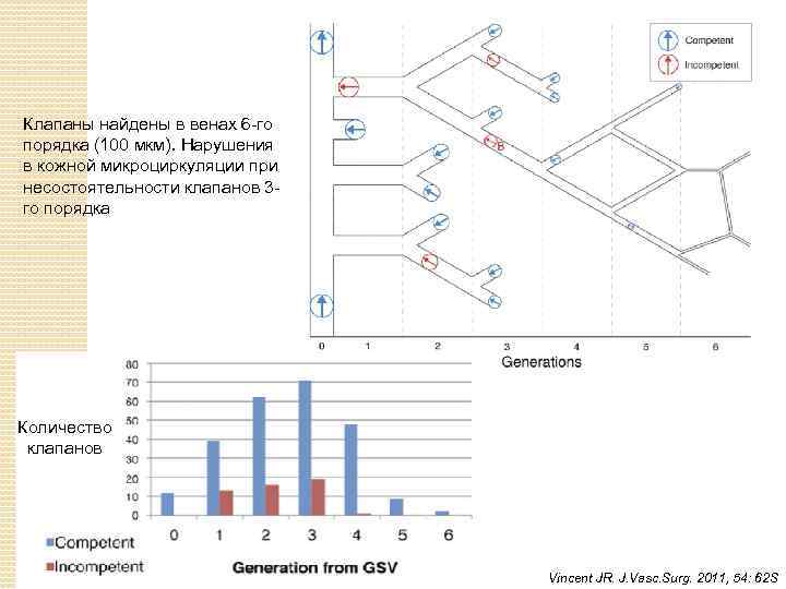 Клапаны найдены в венах 6 -го порядка (100 мкм). Нарушения в кожной микроциркуляции при
