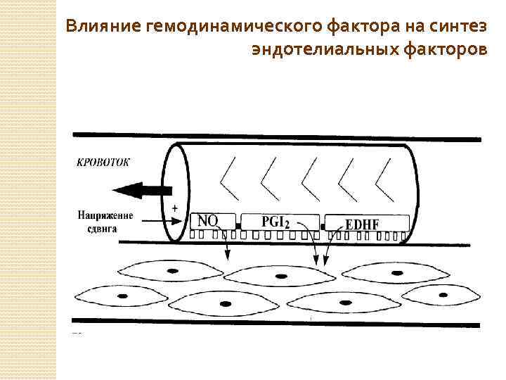 Влияние гемодинамического фактора на синтез эндотелиальных факторов 