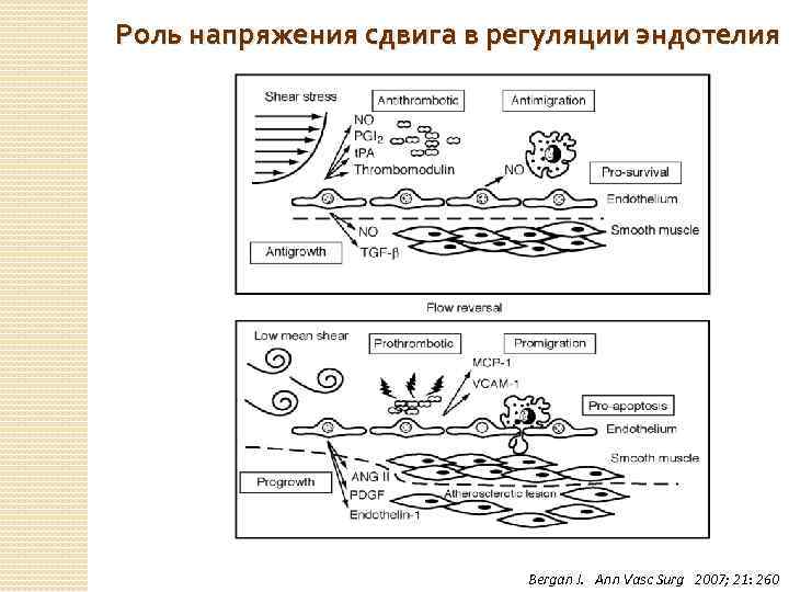 Роль напряжения сдвига в регуляции эндотелия Bergan J. Ann Vasc Surg 2007; 21: 260
