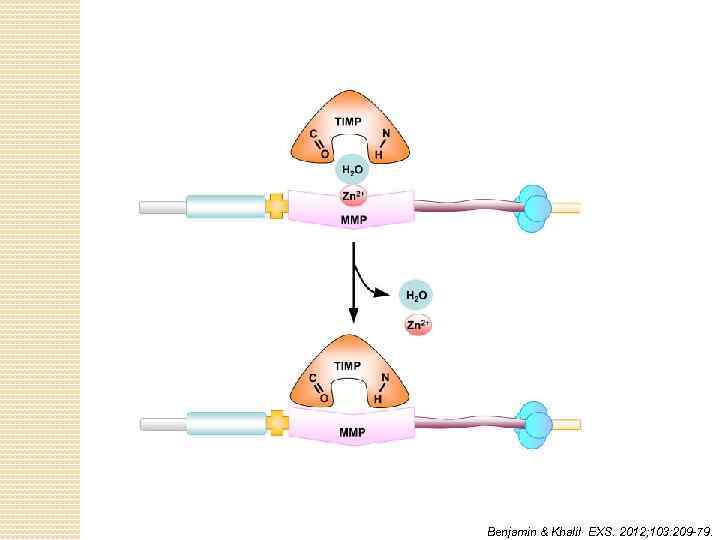 Benjamin & Khalil EXS. 2012; 103: 209 -79. 
