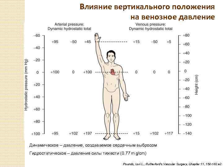 Влияние вертикального положения на венозное давление Динамическое – давление, создаваемое сердечным выбросом Гидростатическое –