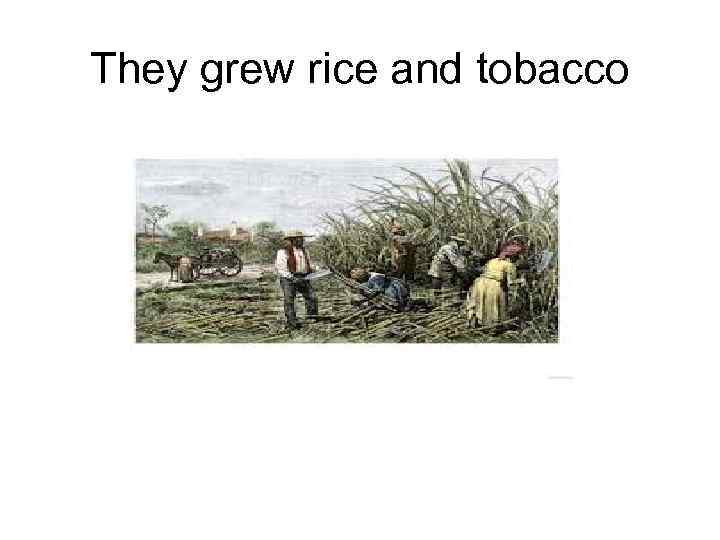 They grew rice and tobacco 