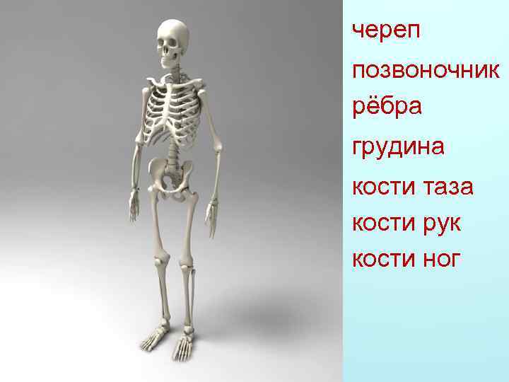 череп позвоночник рёбра грудина кости таза кости рук кости ног 