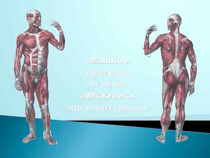  «МЫШЦА» произошло от слова «МУСКУЛИС» , что значит «мышь» 