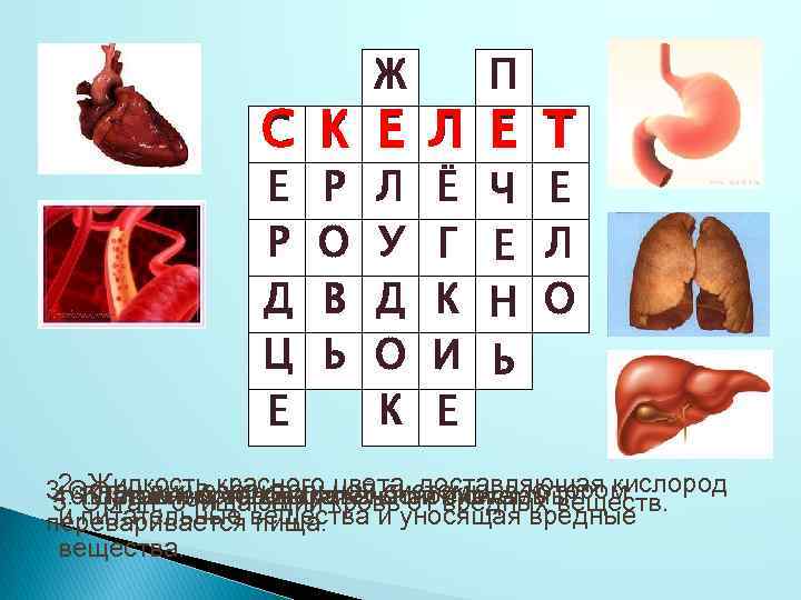 С К Е Р Д Ц Е Р О В Ь Ж Е Л