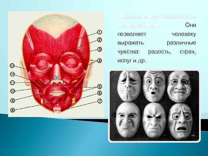 Мышцы лица называются мимическими. Они позволяют выражать чувства: испуг и др. человеку различные радость,
