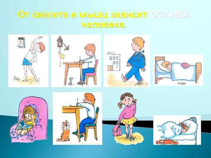 От скелета и мышц зависит ОСАНКА человека. 