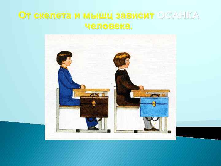 От скелета и мышц зависит ОСАНКА человека. 