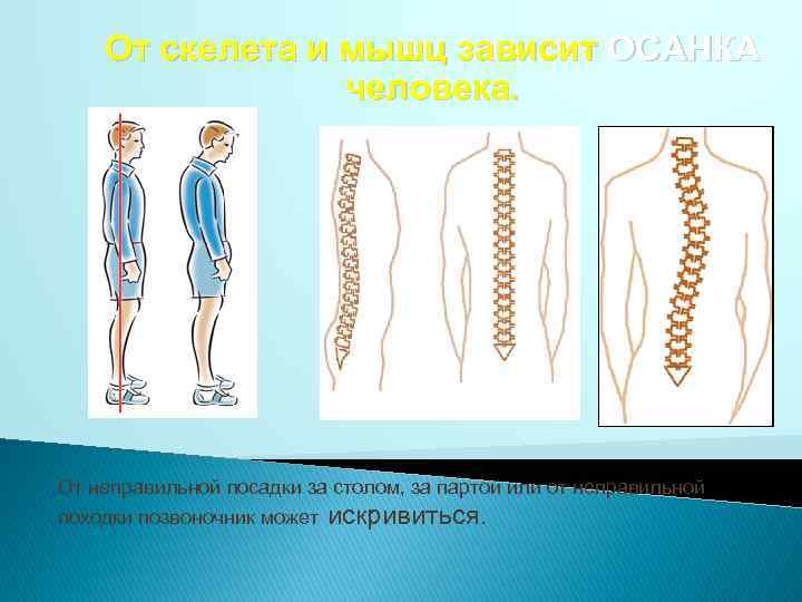 От скелета и мышц зависит ОСАНКА человека. От неправильной посадки за столом, за партой